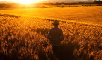 authenticity A photo of a person walking in a field of wheat, away from the camera at sunset
