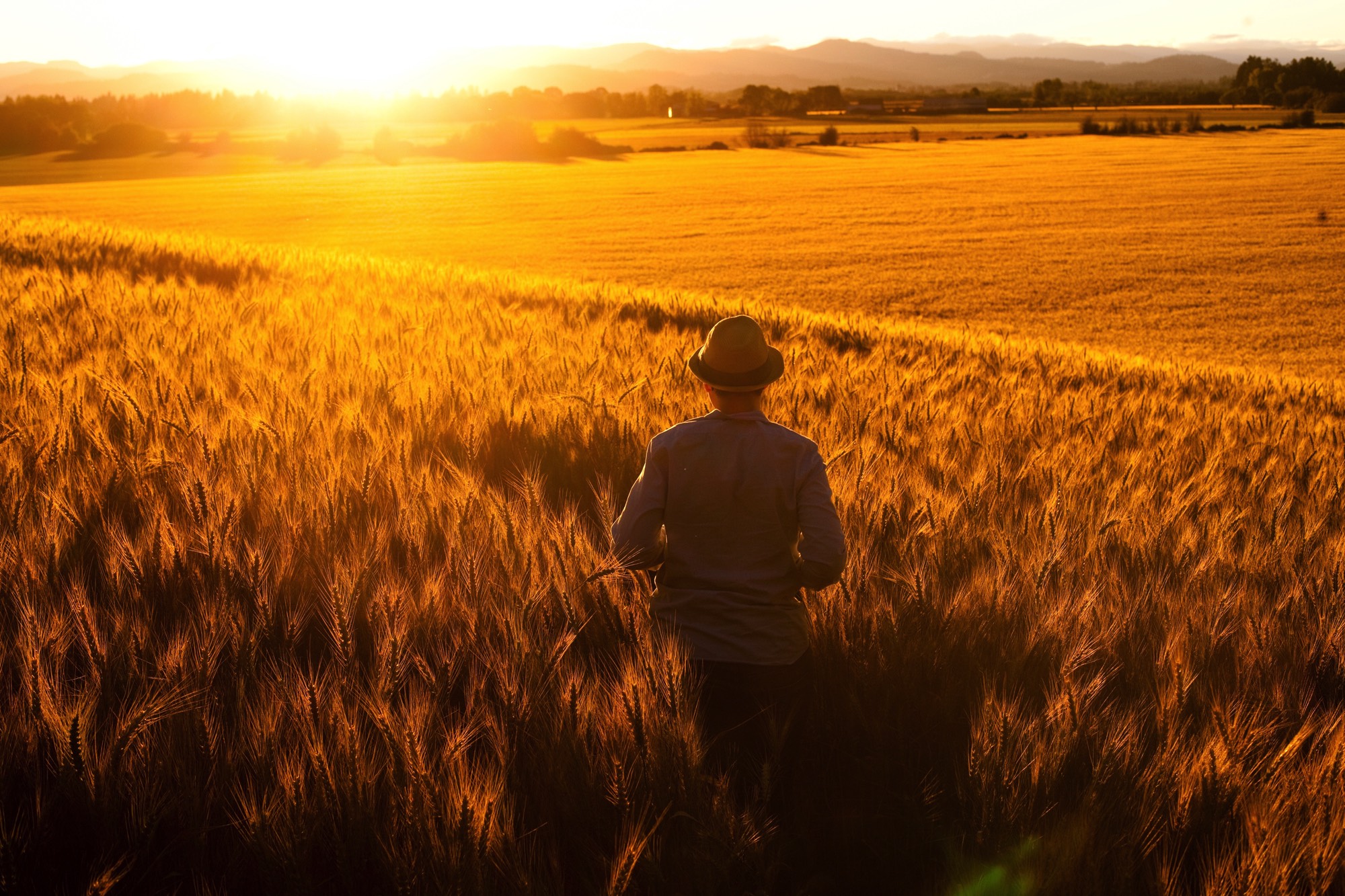 A photo of a person walking in a field of wheat, away from the camera at sunset